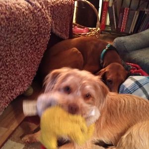 Meet your Posher, Paulette